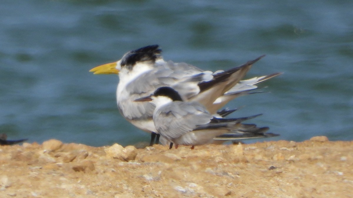 Common Tern - ML609399997