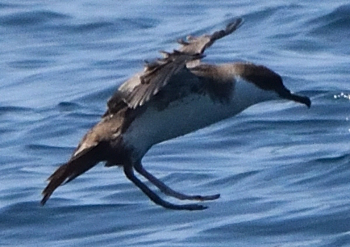Great Shearwater - ML609400091
