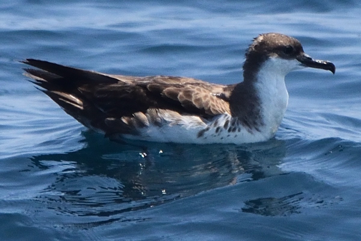 Great Shearwater - ML609400110