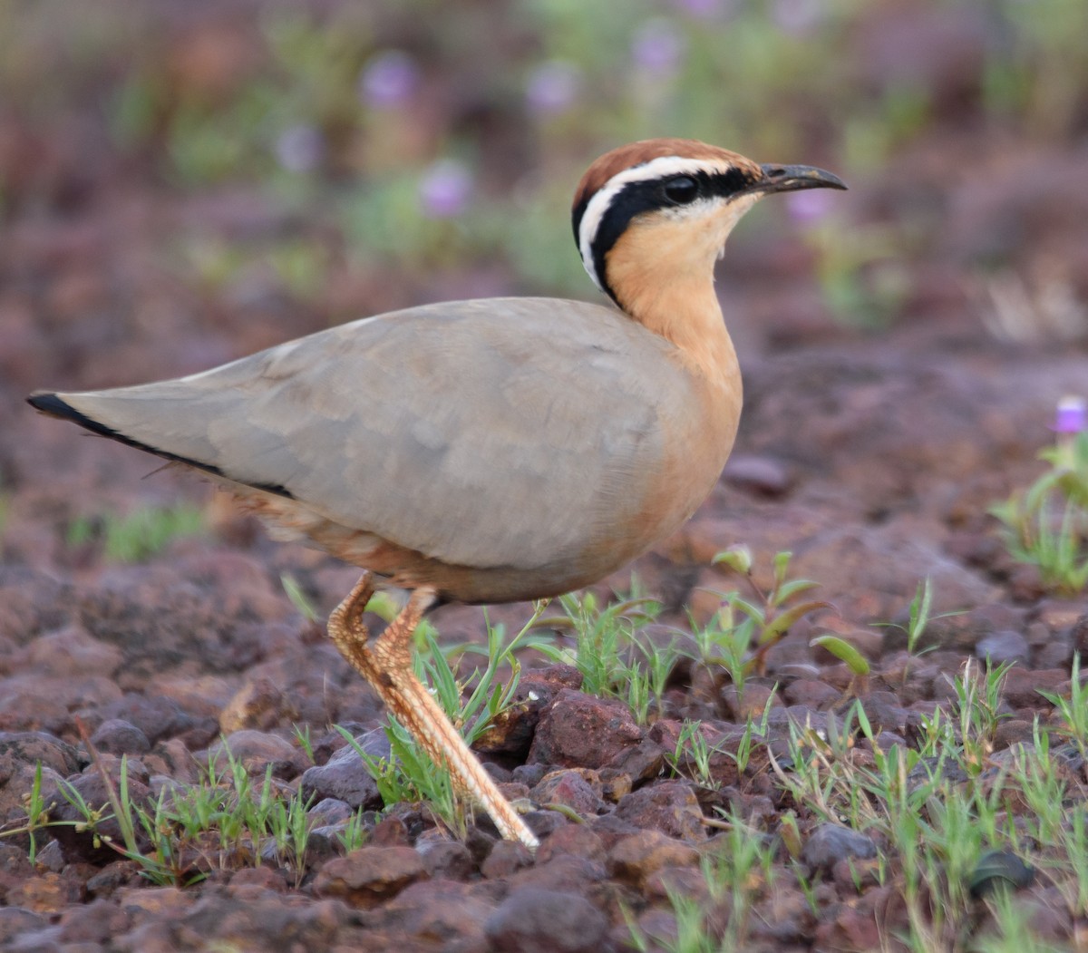 Indian Courser - ML609400332