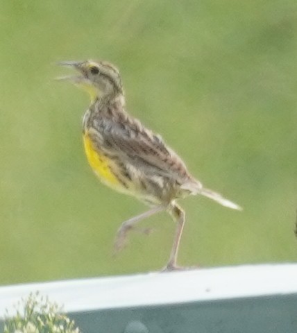 Eastern Meadowlark - ML609400471