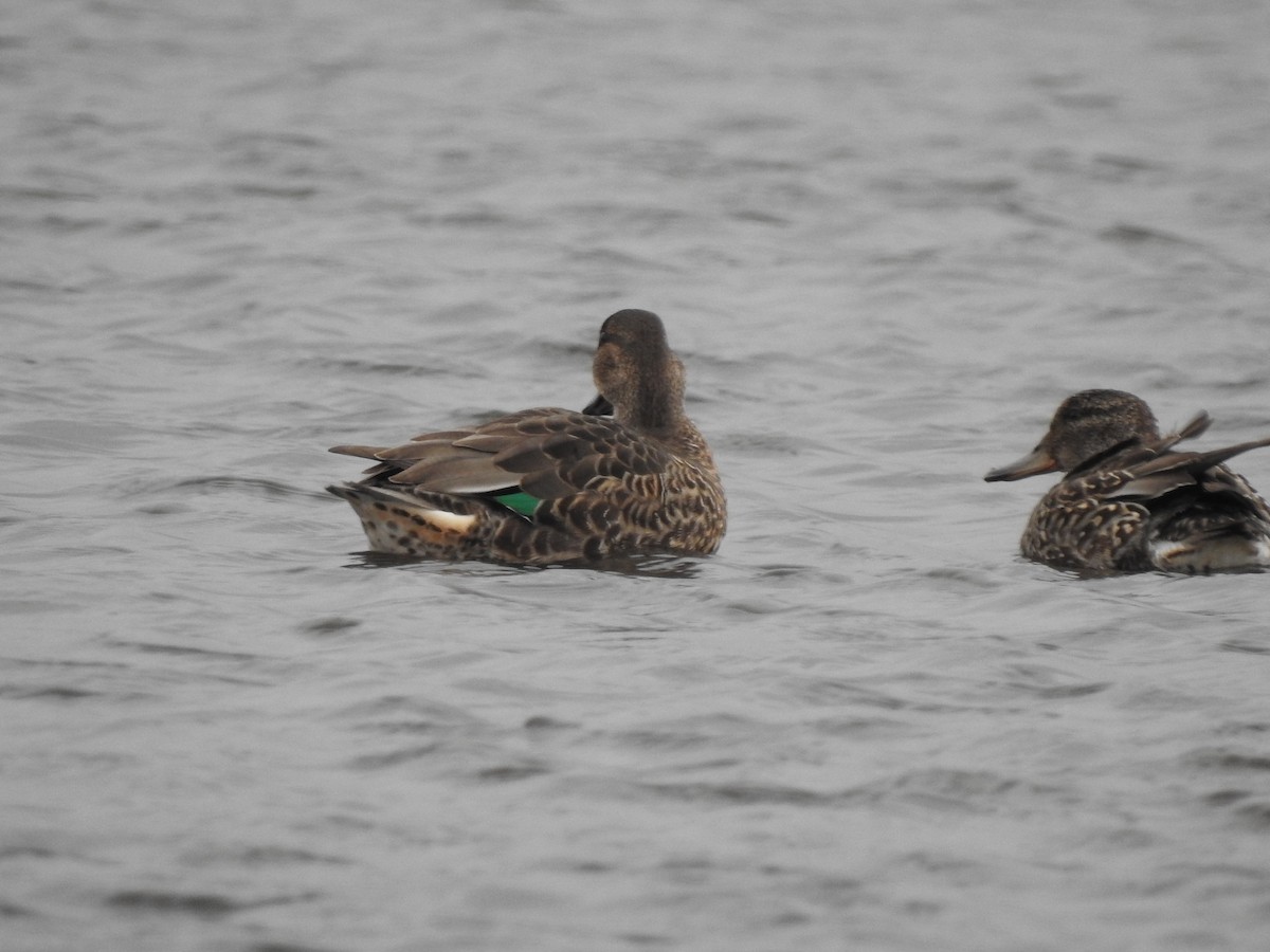 Green-winged Teal - ML609400581