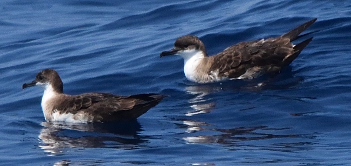 Great Shearwater - ML609400634