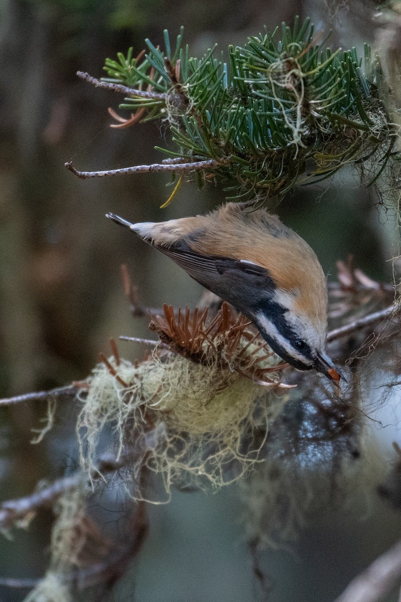 Red-breasted Nuthatch - ML609400882