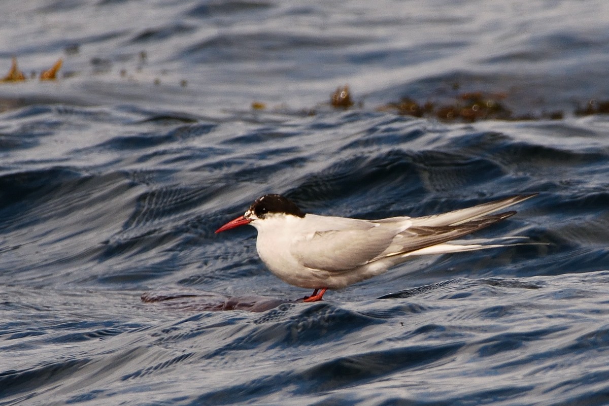 Arctic Tern - ML609400921