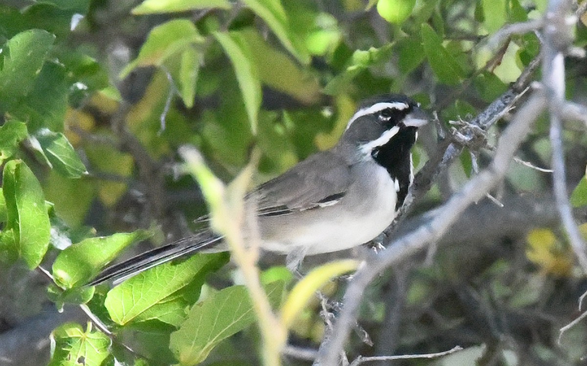Black-throated Sparrow - ML609400923