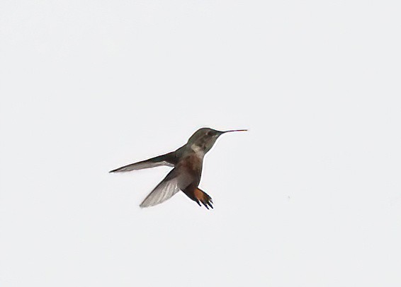 Rufous/Allen's Hummingbird - ML609401091