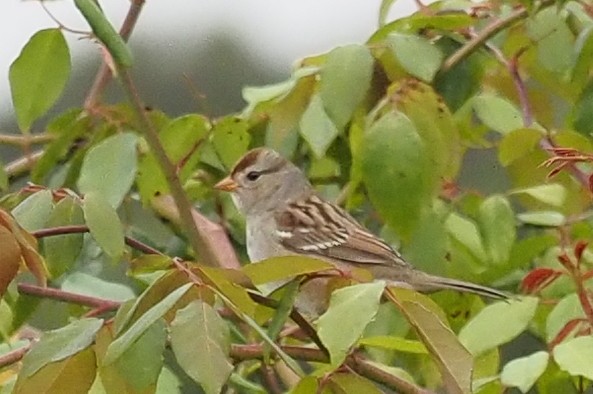White-crowned Sparrow - ML609401128