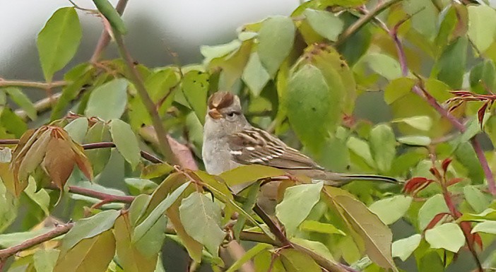 White-crowned Sparrow - ML609401133