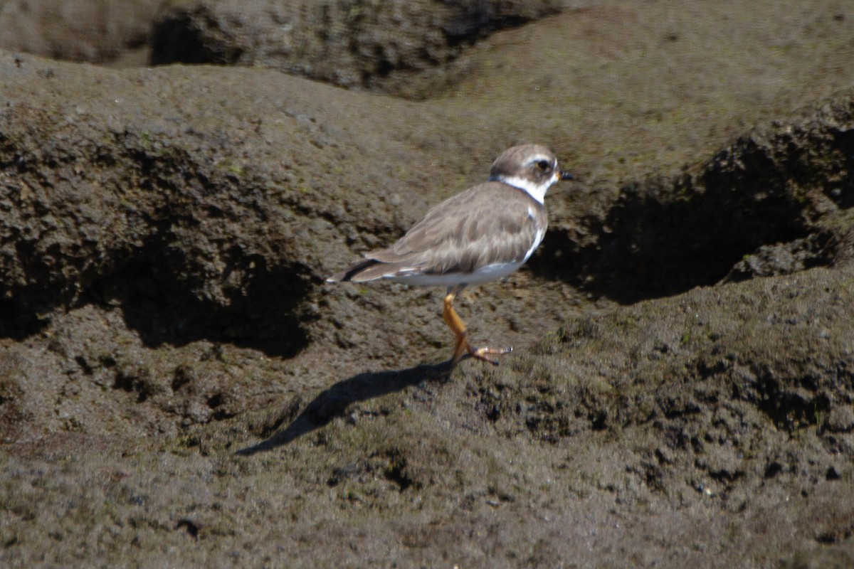 Semipalmated Plover - ML609401307