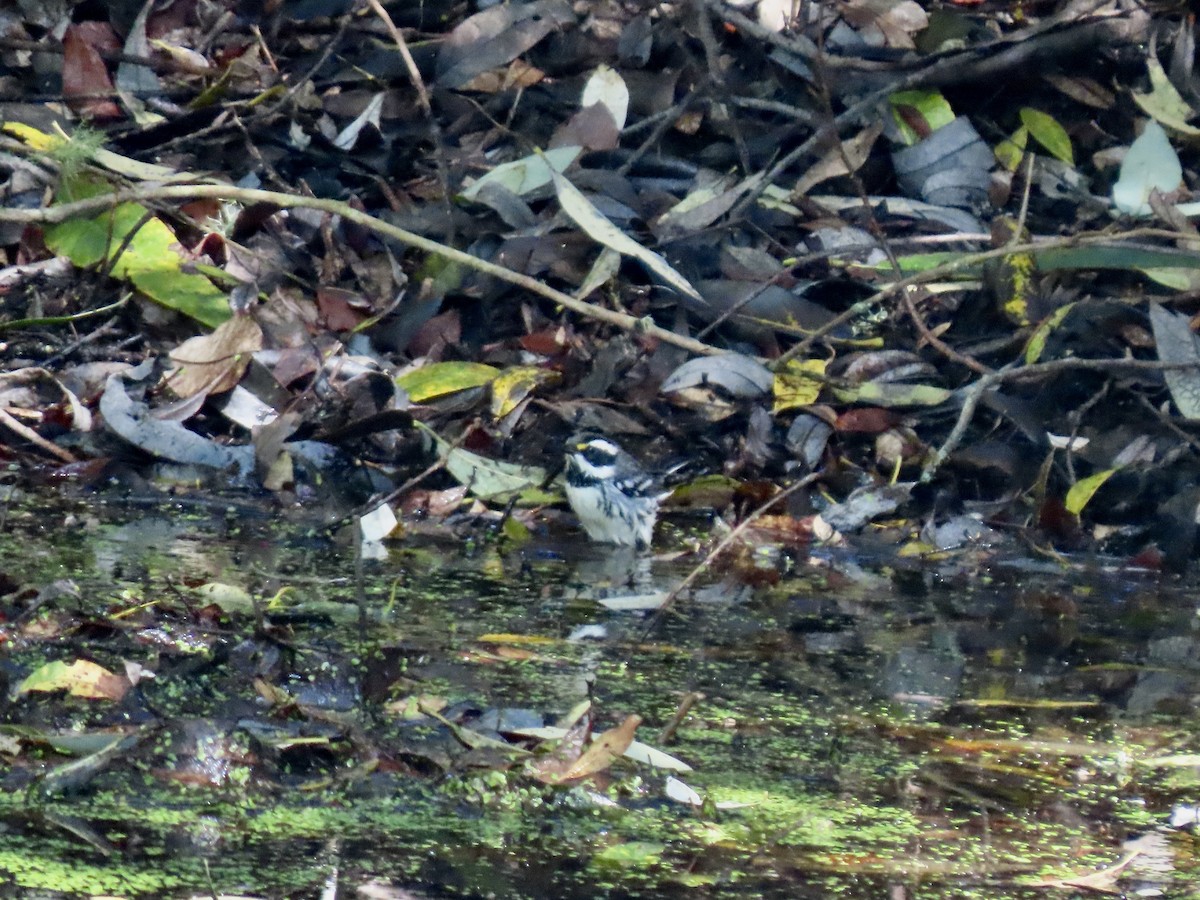 Black-throated Gray Warbler - ML609401440