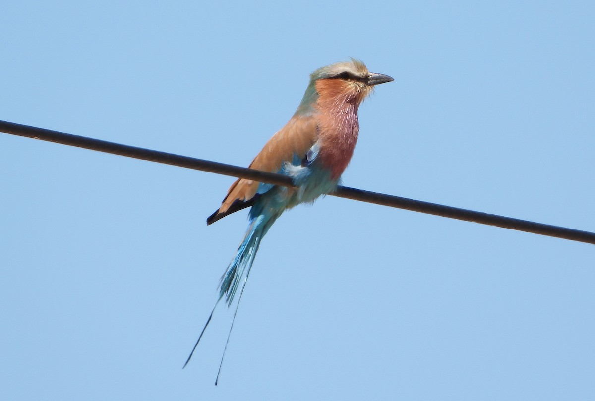 Lilac-breasted Roller - ML609402511