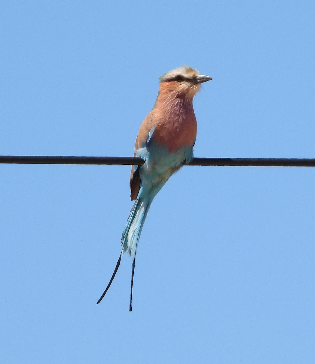 Lilac-breasted Roller - Ron Furnish