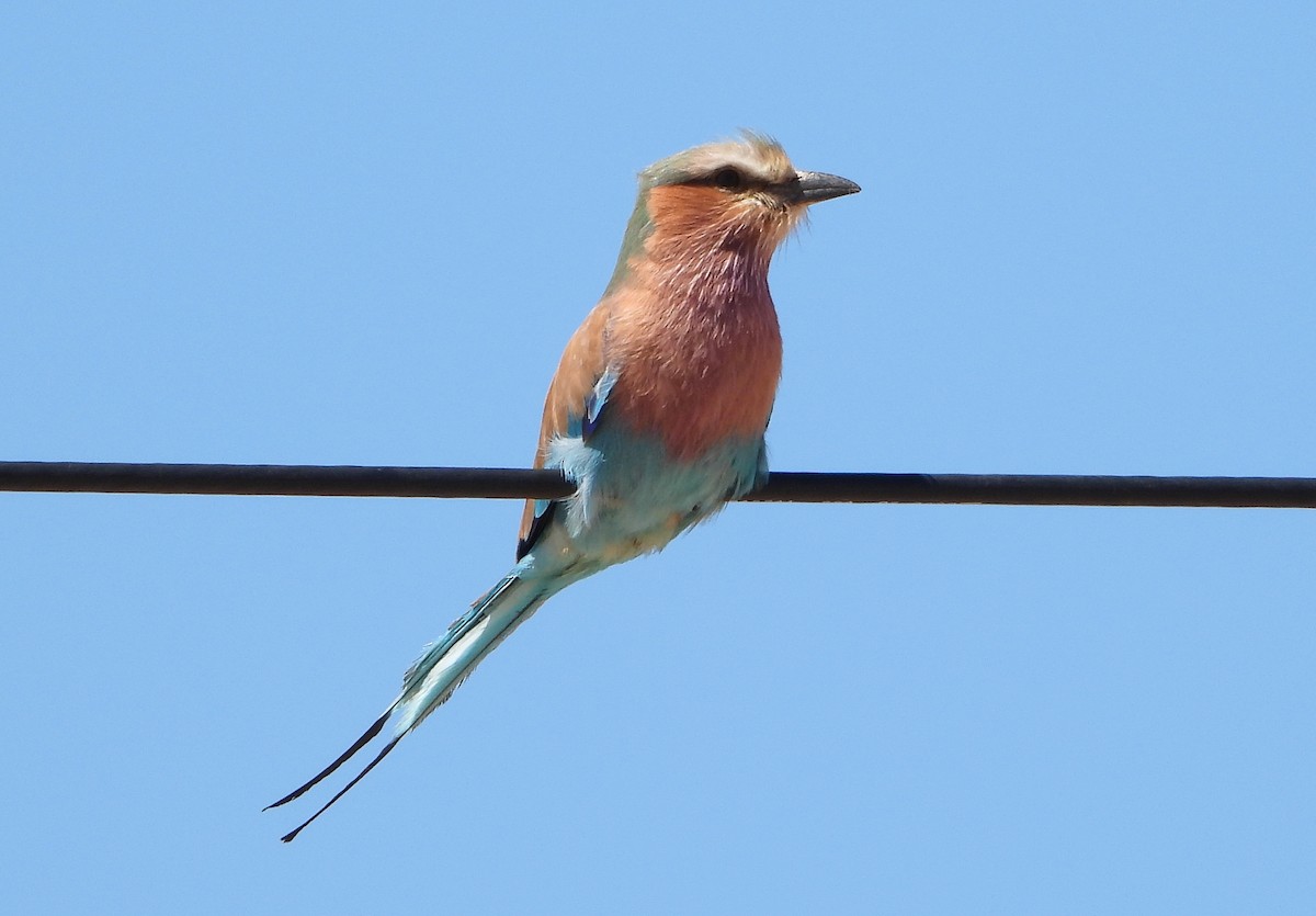 Lilac-breasted Roller - ML609402513