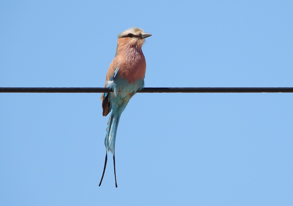 Lilac-breasted Roller - ML609402514