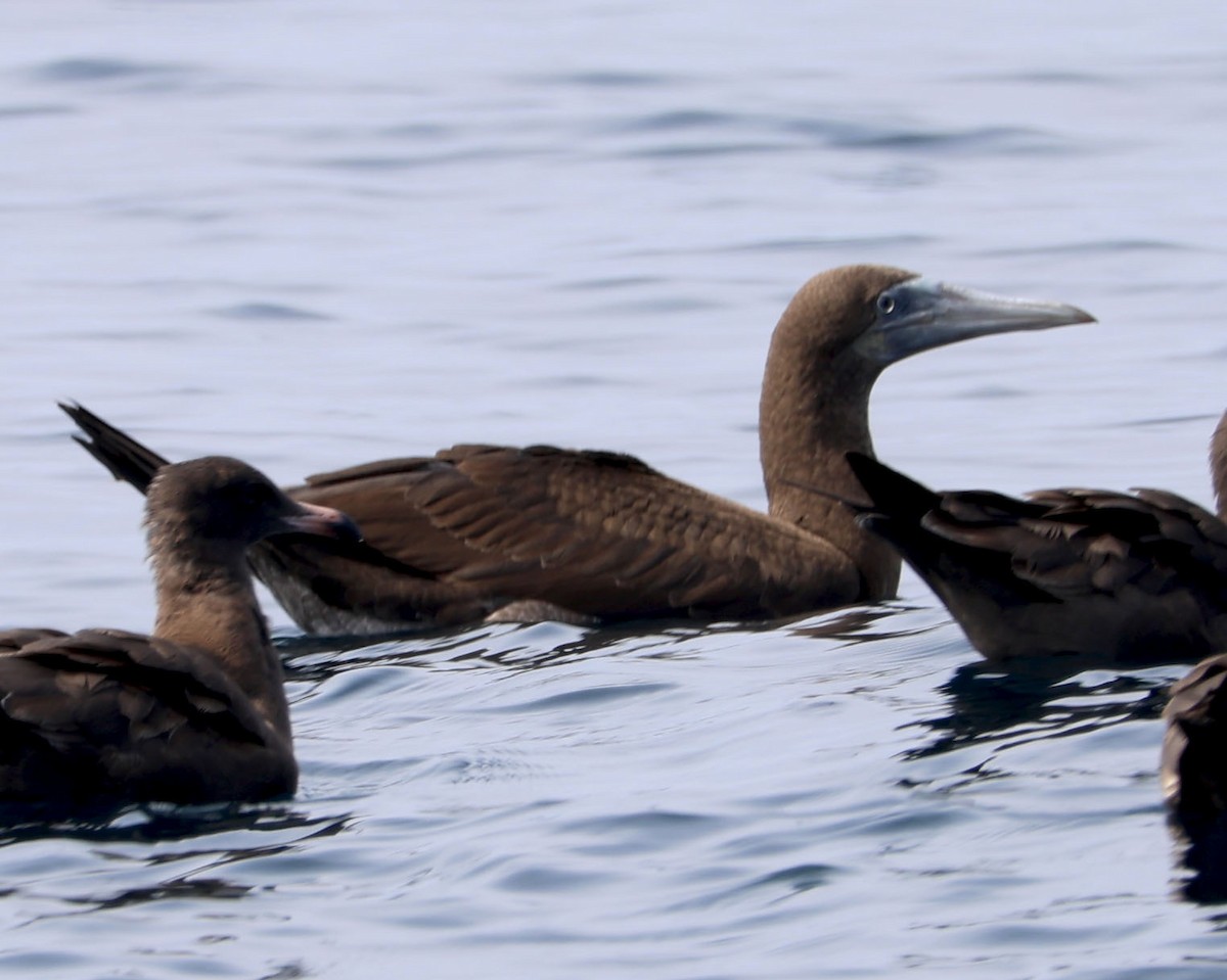 Brown Booby - ML609402836