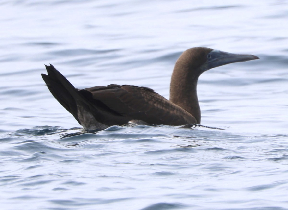 Brown Booby - ML609402844