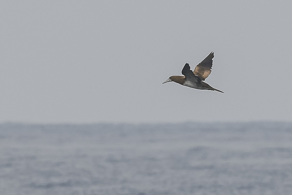 Brown Booby - ML609403160