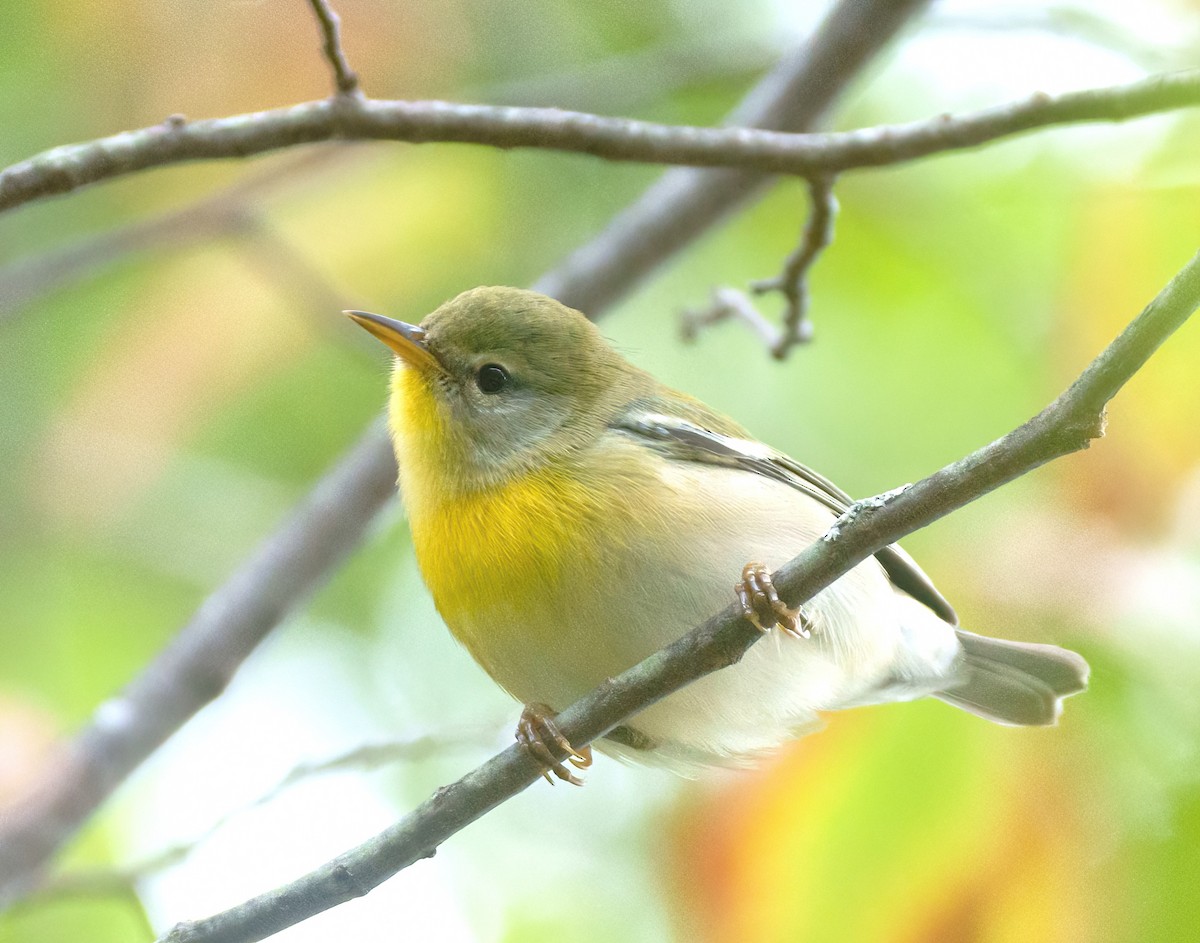 Northern Parula - ML609403179