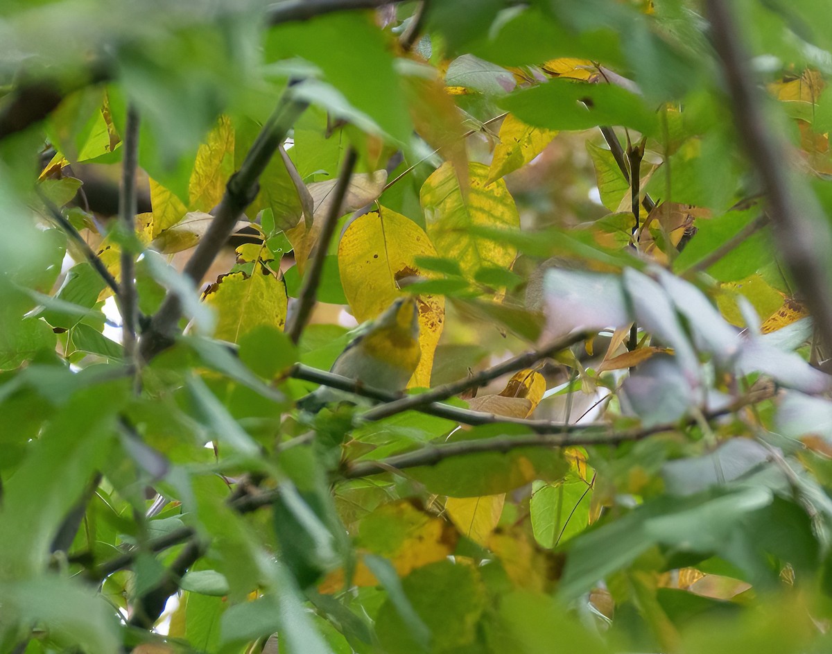 Northern Parula - ML609403182