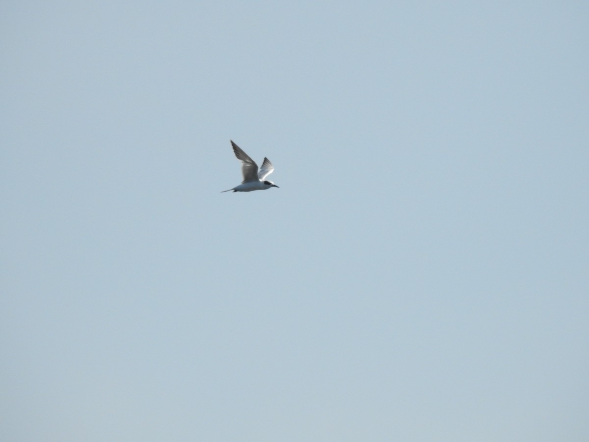 Forster's Tern - ML609403186