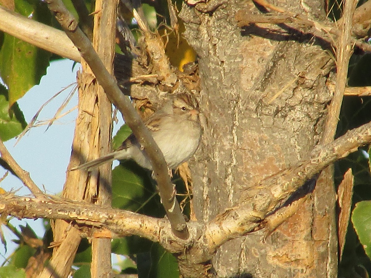 Clay-colored Sparrow - ML609403217