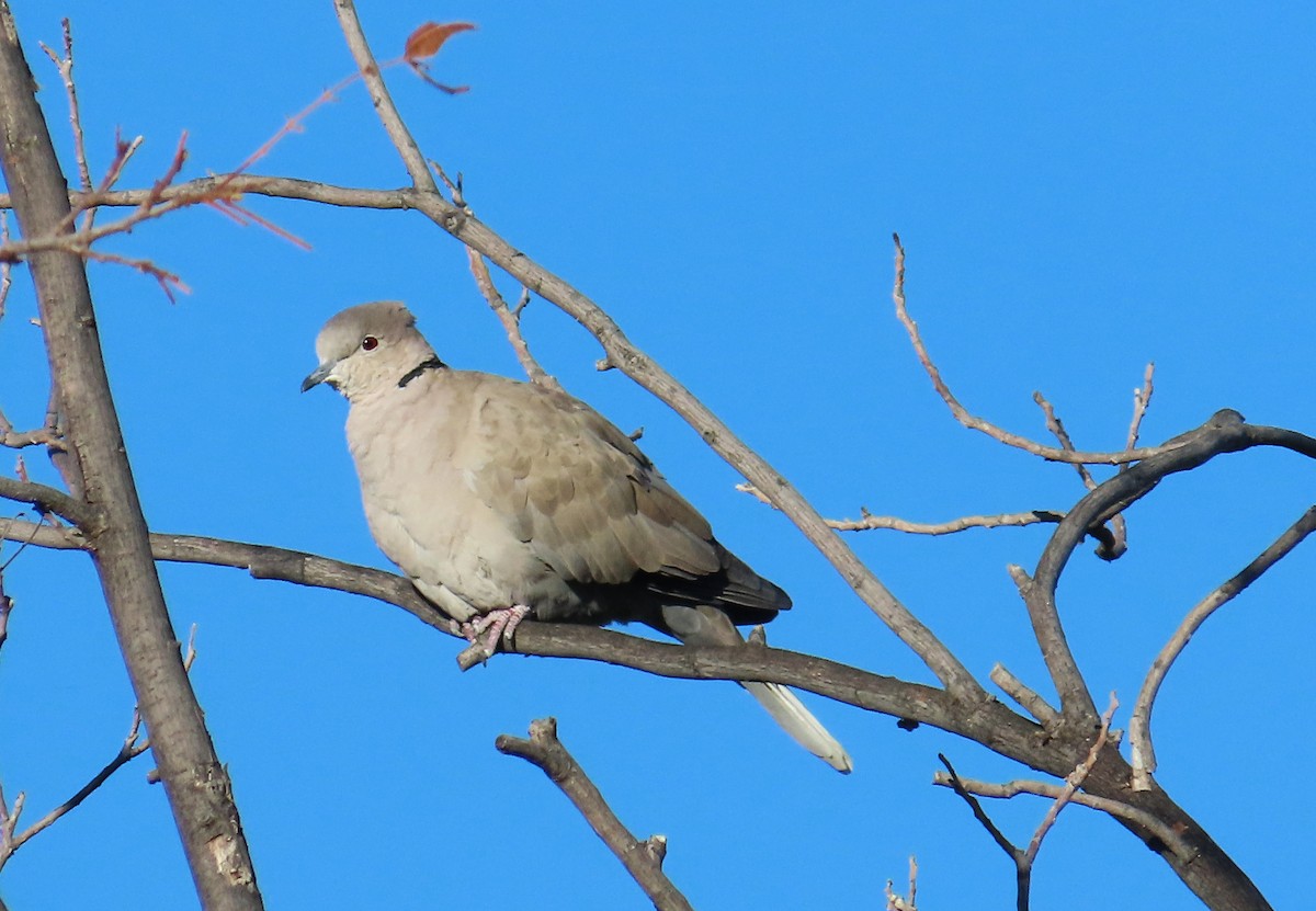 Eurasian Collared-Dove - ML609403506