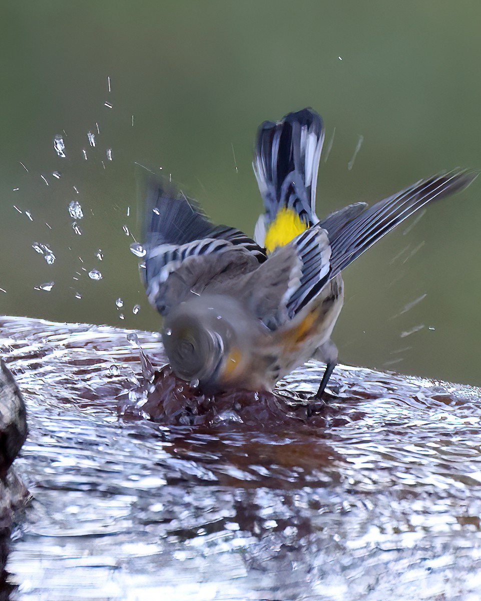 Yellow-rumped Warbler (Audubon's) - ML609403553