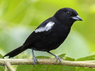  - White-shouldered Tanager