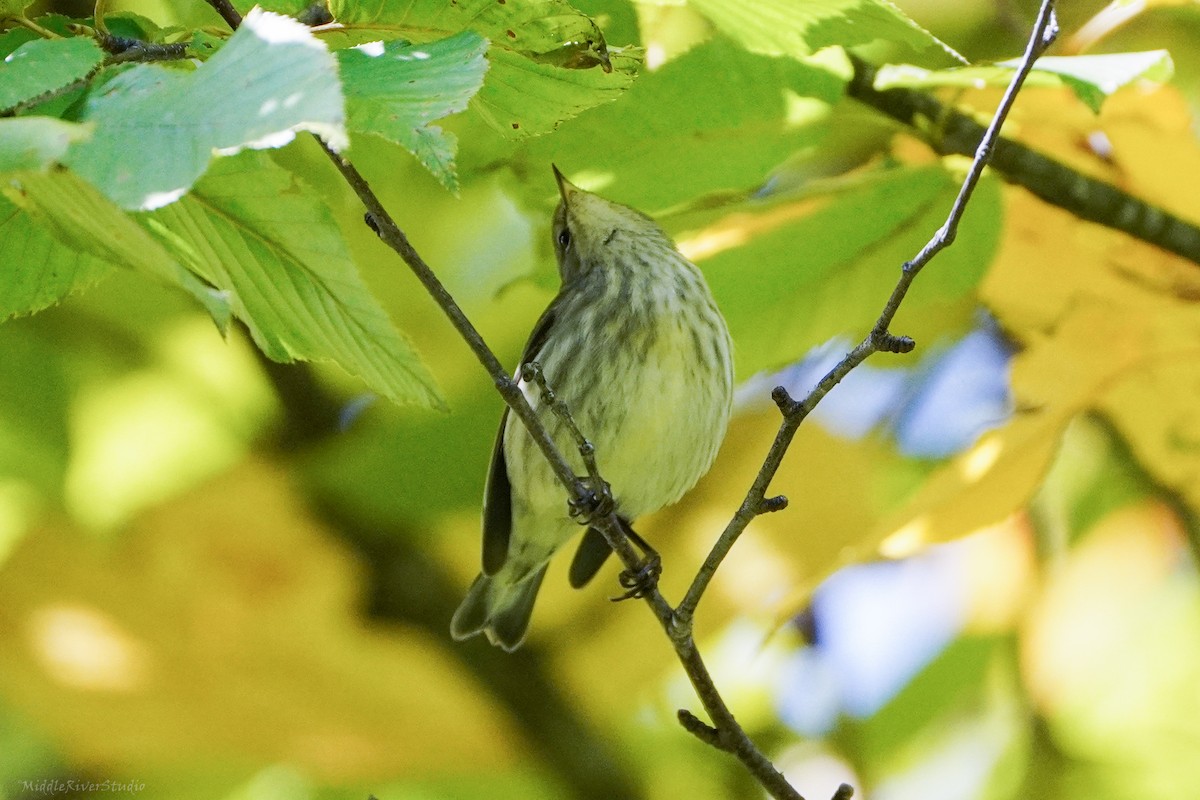 Cape May Warbler - ML609403645