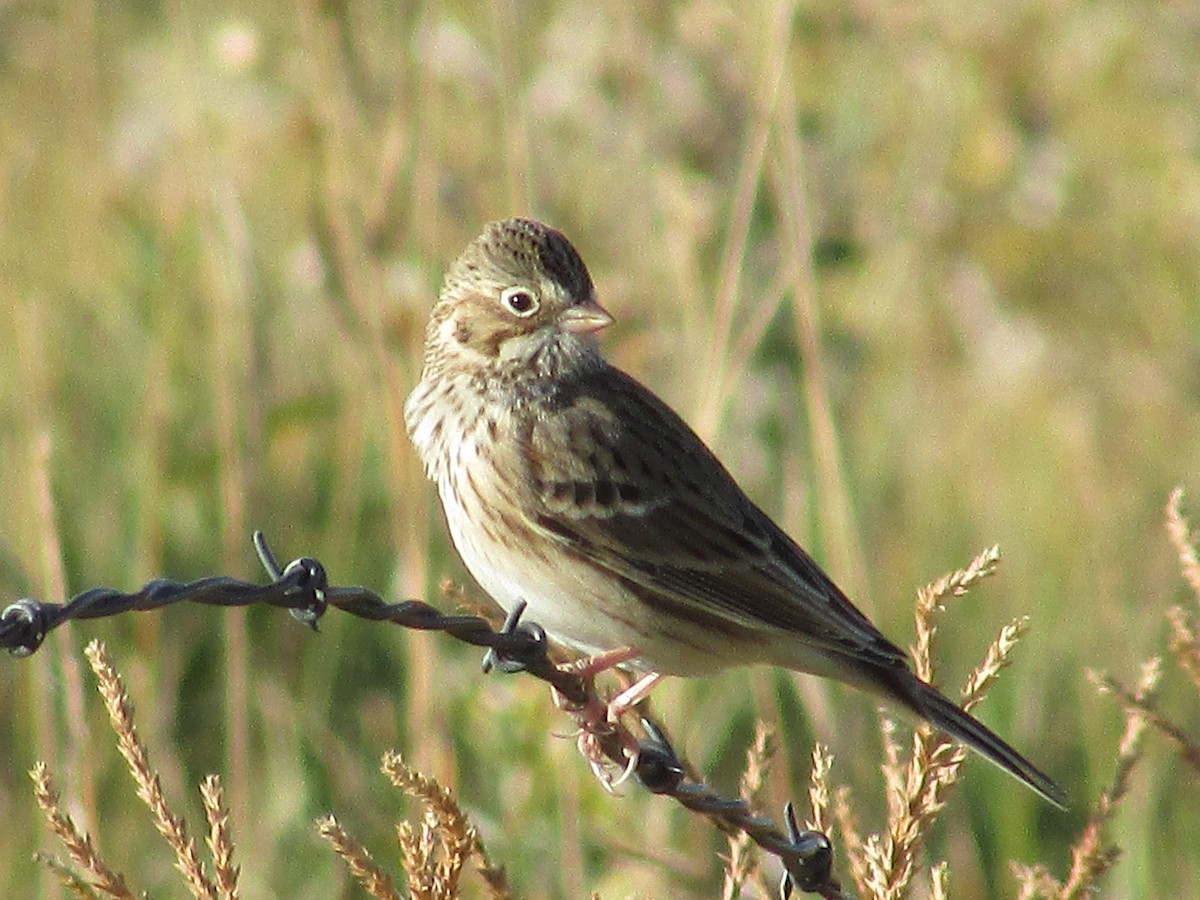 Vesper Sparrow - Felice  Lyons