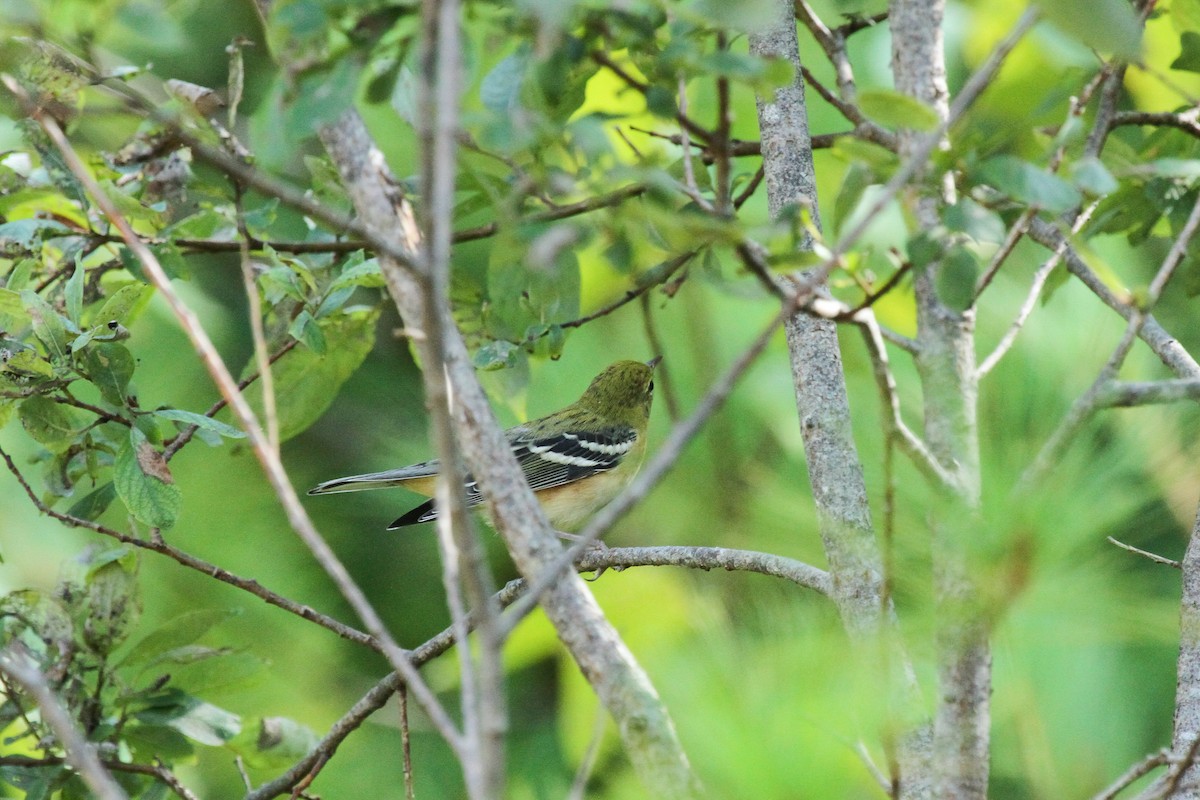 Bay-breasted Warbler - ML609404119