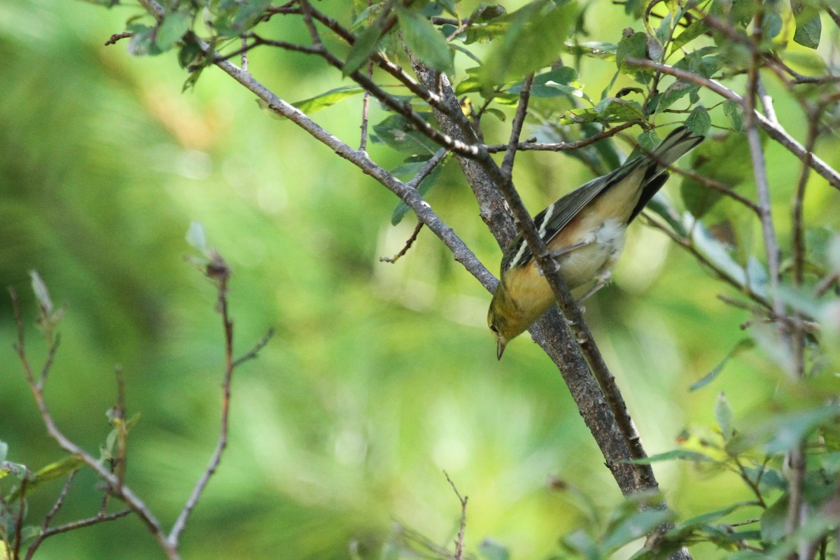 Bay-breasted Warbler - ML609404120