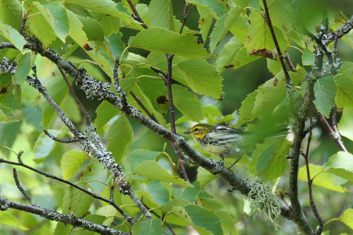 Black-throated Green Warbler - ML609404180