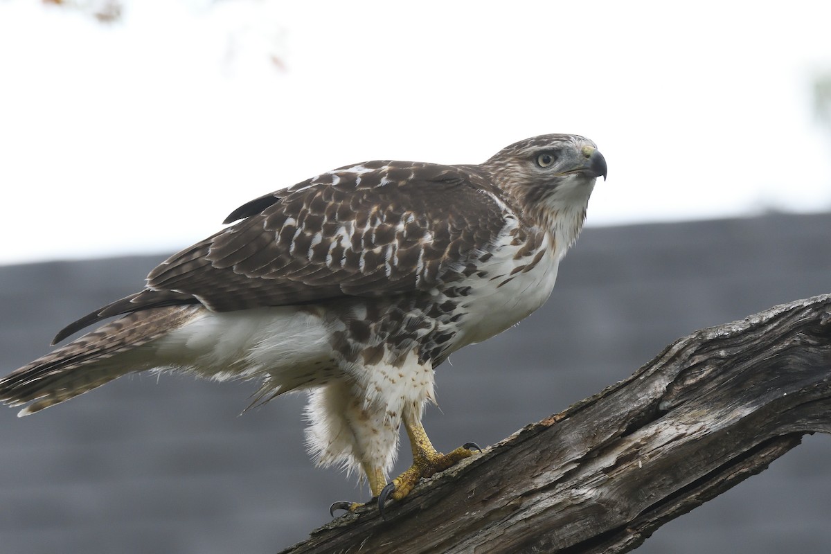 Red-tailed Hawk - ML609404499