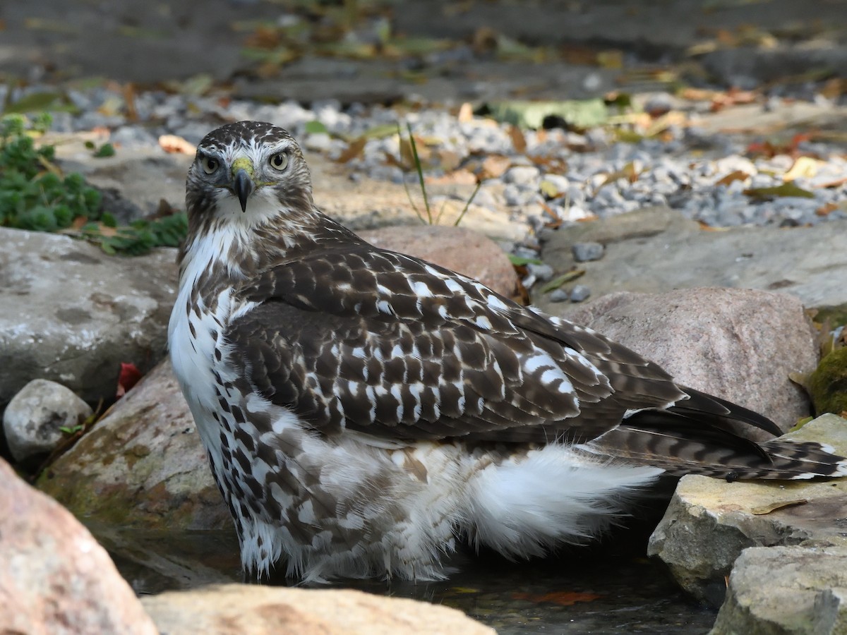 Red-tailed Hawk - ML609404506
