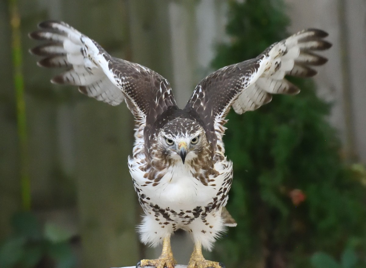 Red-tailed Hawk - ML609404511