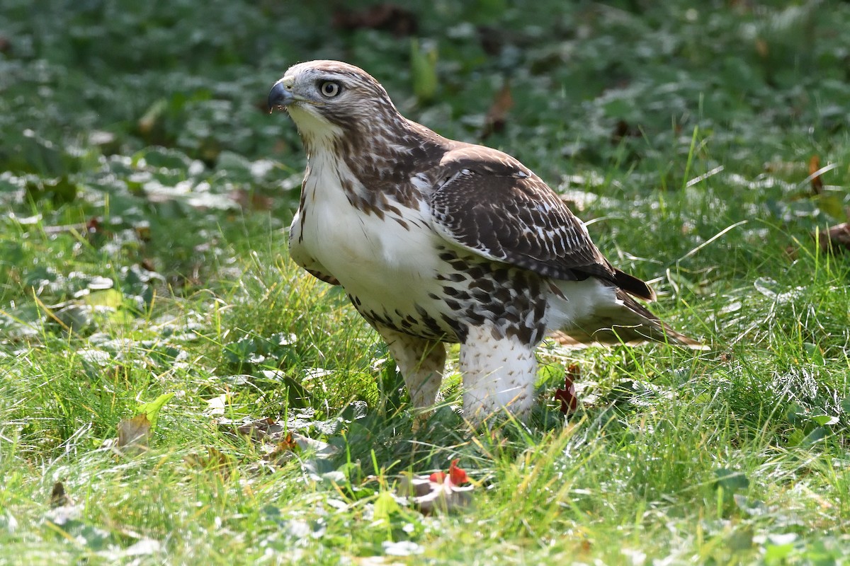 Red-tailed Hawk - ML609404512