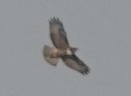 Red-tailed Hawk - ML609404595