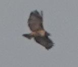 Red-tailed Hawk - ML609404597