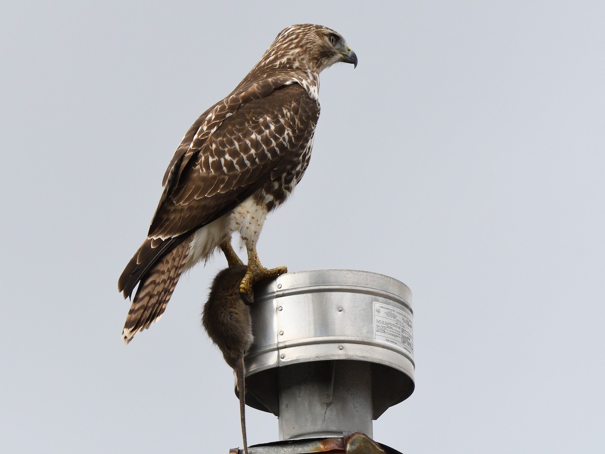 Red-tailed Hawk - ML609404648