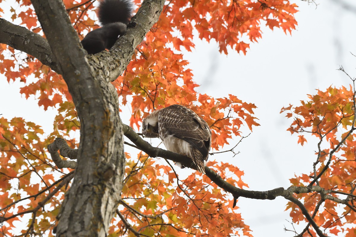 Red-tailed Hawk - ML609404650