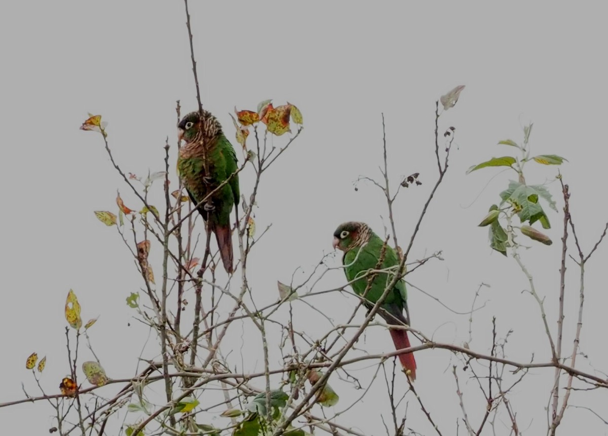 Brown-breasted Parakeet - ML609404787