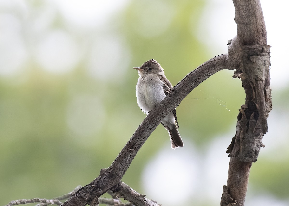 Eastern Wood-Pewee - ML609404817
