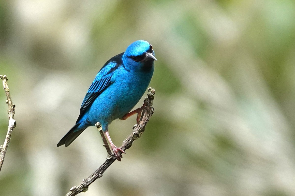 Blue Dacnis - ML609404914