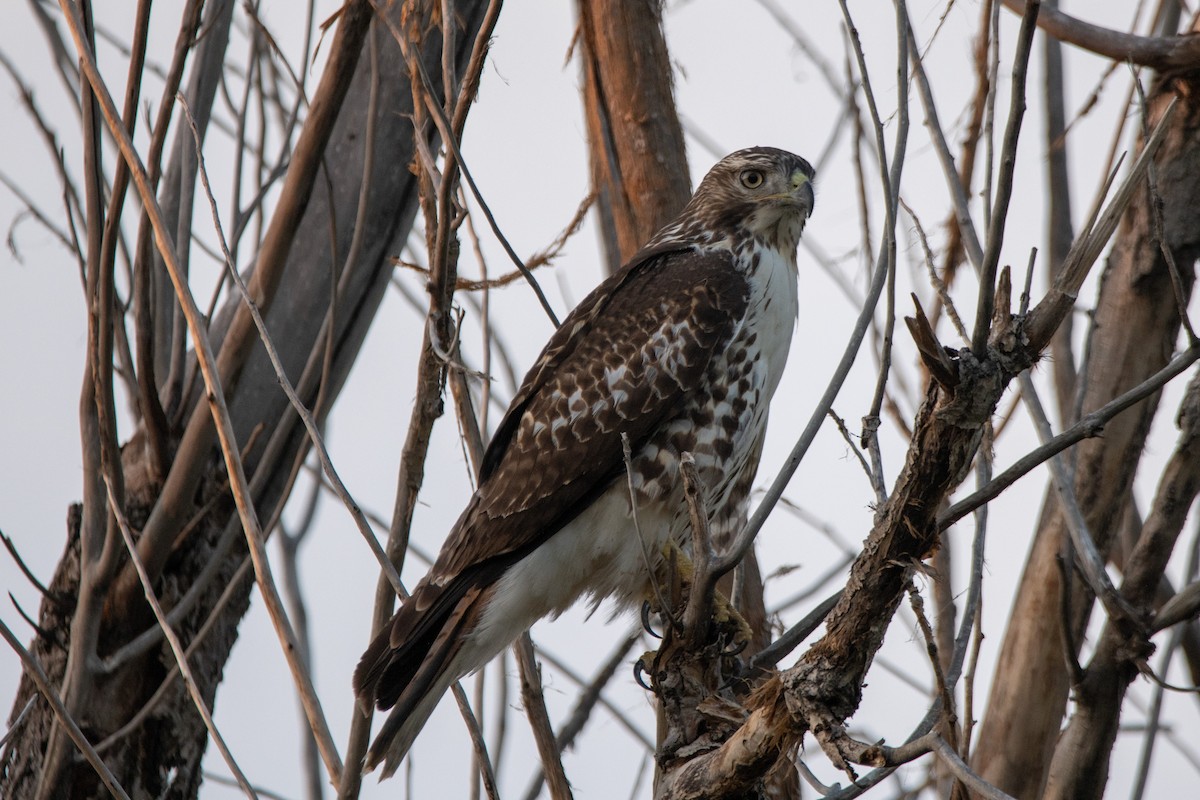 Red-tailed Hawk - ML609405146