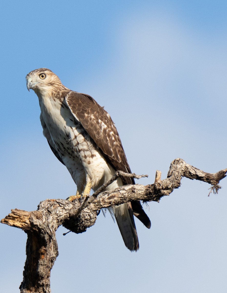 Red-tailed Hawk - ML609405244
