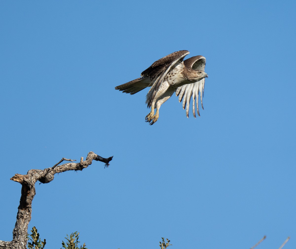 Red-tailed Hawk - ML609405245