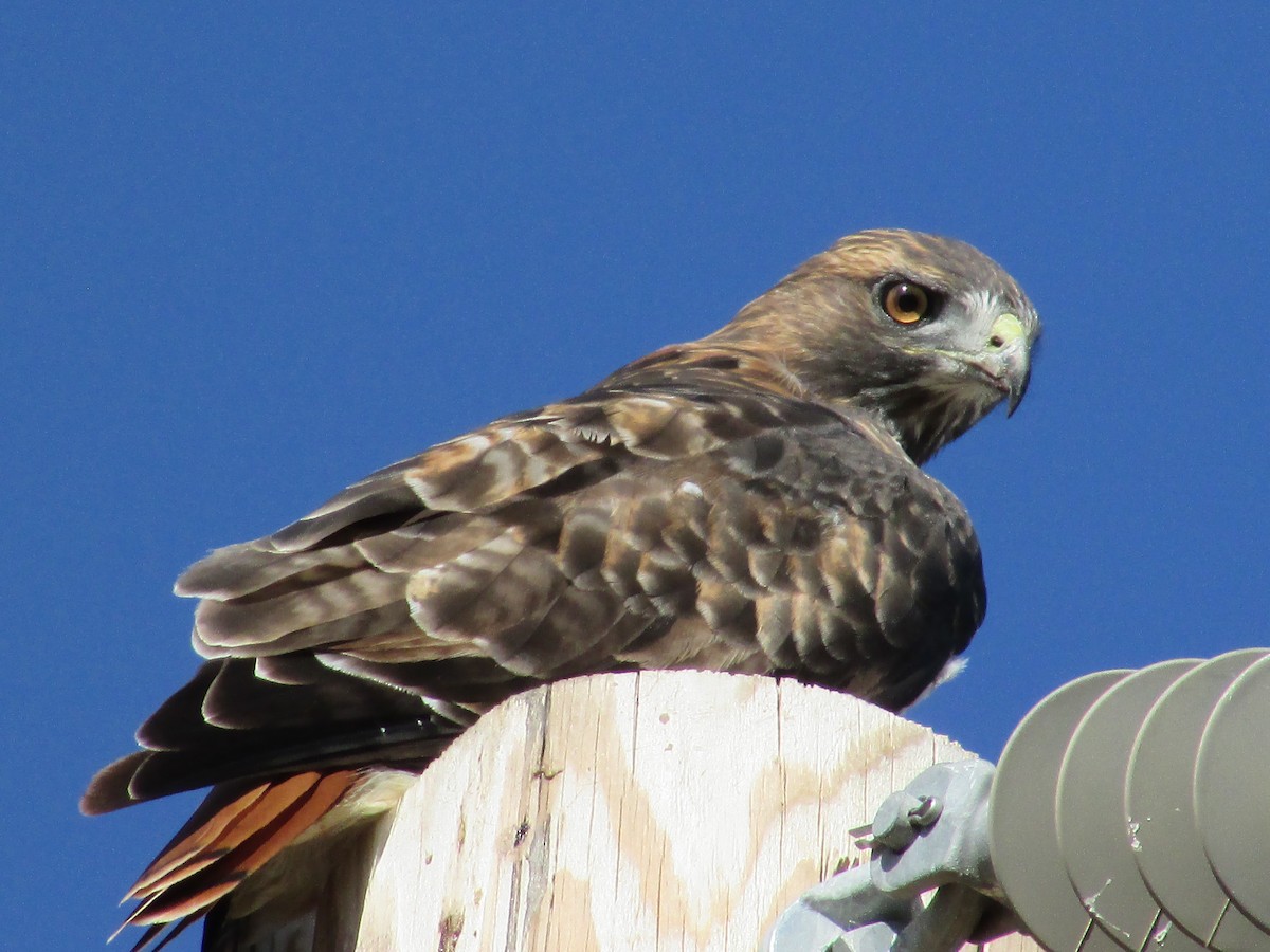 Red-tailed Hawk - ML609405435
