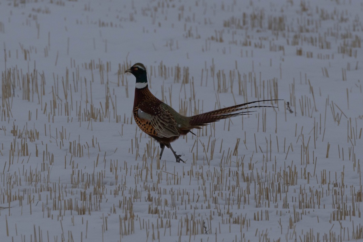 Ring-necked Pheasant - ML609405570